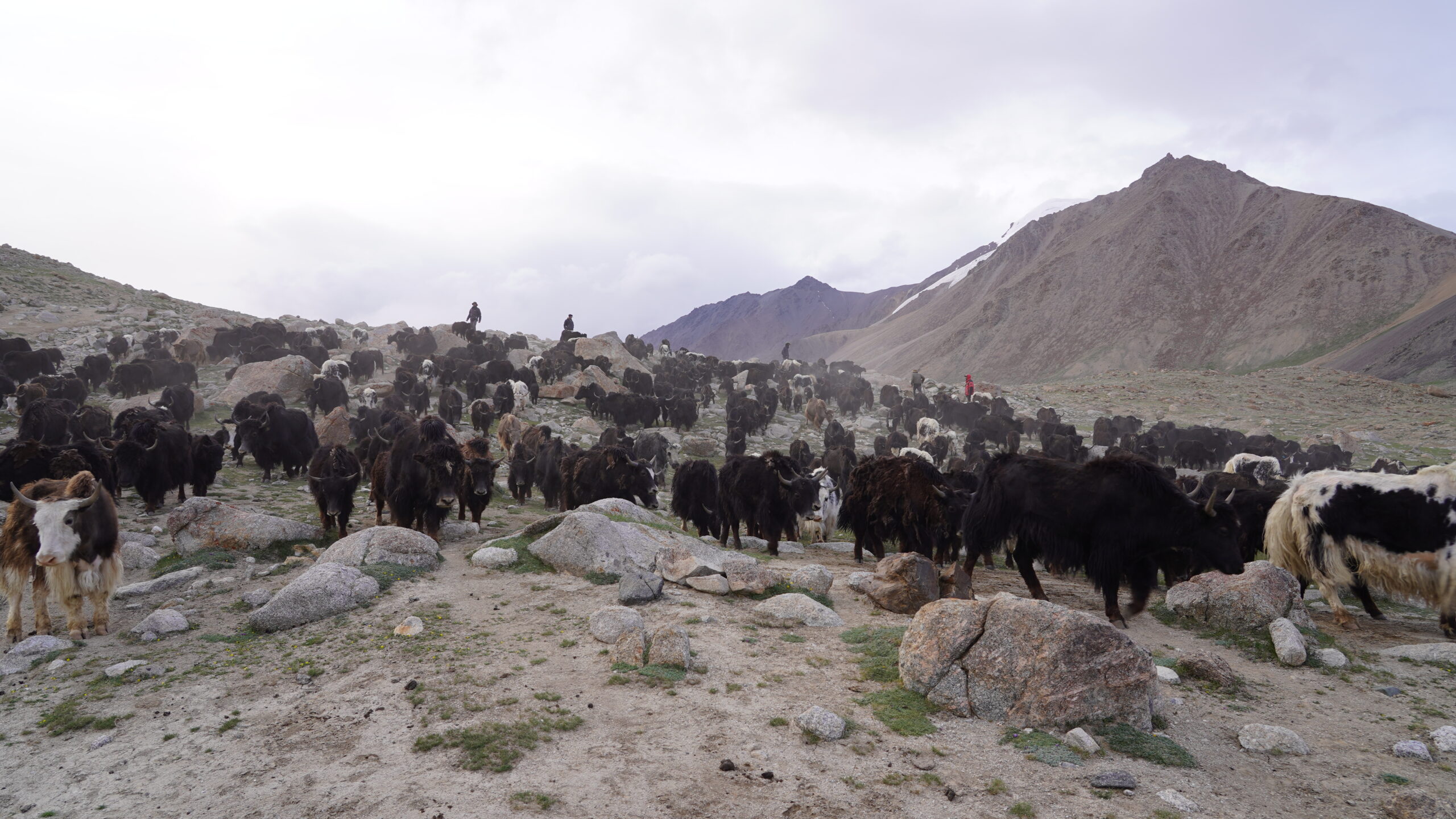 Vivre comme avec les locaux sur le plateau de Shimshal, Shimshal Valley, les haut cols de shimshal, trekking in Karakoram avec Beyond The Wonderland - YAKS