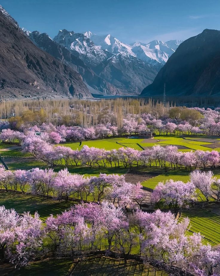 Vallée de Chunda en floraison, Skardu — l'un des panoramas les plus photogéniques du printemps au Pakistan